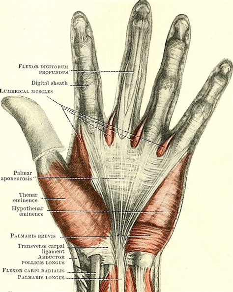 Palmar Aponeurosis
