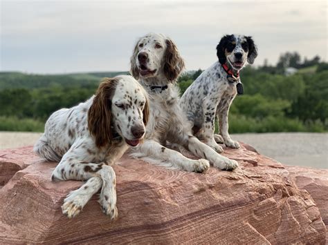 hickory hollow llewellins