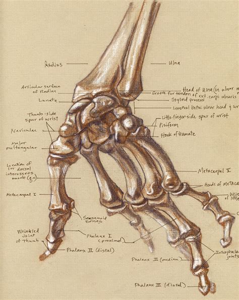 hand skeleton  life drawing class  week   ass flickr
