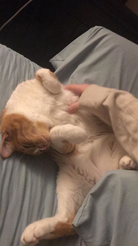 My cat tries everything in his power to keep me from going to school in