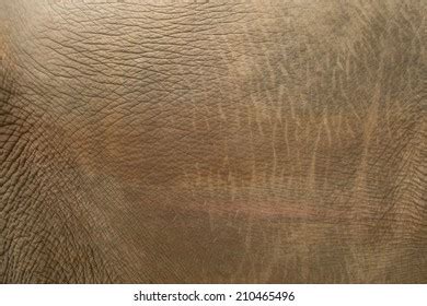 Elephant Skin Texture Stock Photo 210465496 | Shutterstock