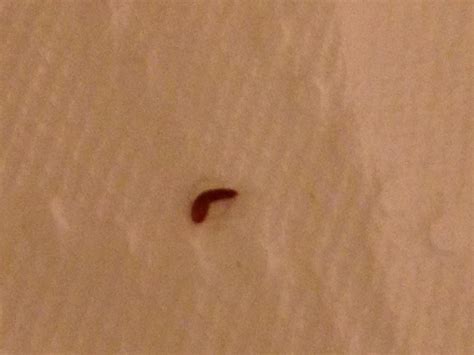 tiny red worm hedgehog central