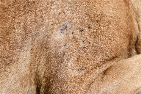 dog  small bald spots vet reviewed signs