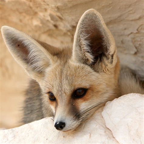 Adopt a Fennec Fox | Plush & Certificate Gift Kits