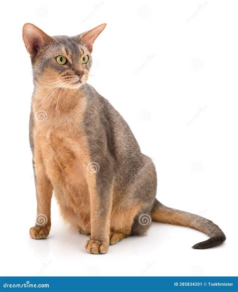 Dark gray cat stock image. Image of dark, mammal, striped - 285834201