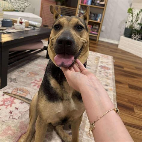 Dog for adoption - Elora, a Shar-Pei & German Shepherd Dog Mix in Yonkers, NY | Petfinder