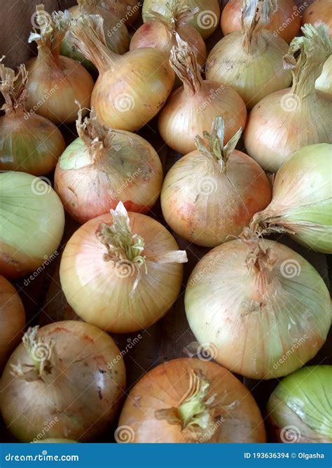 Cebolas Amarelas Colhidas Em Cebolas Em Caixas De Madeira Foto de Stock
