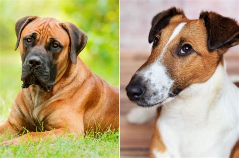 10 Boerboel Mixes That Will Surprise You