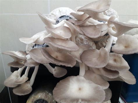 mudah menanam cendawan tiram kelabu  rumah cantik sihat corner
