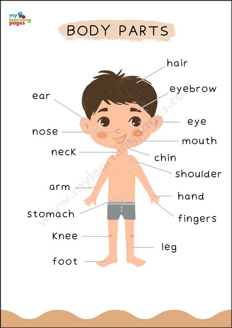 parts   body poster kids learning charts body parts  kids