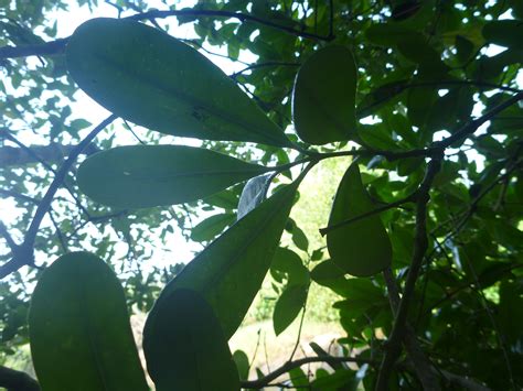 Anyone familiar with this mangrove leaf species?