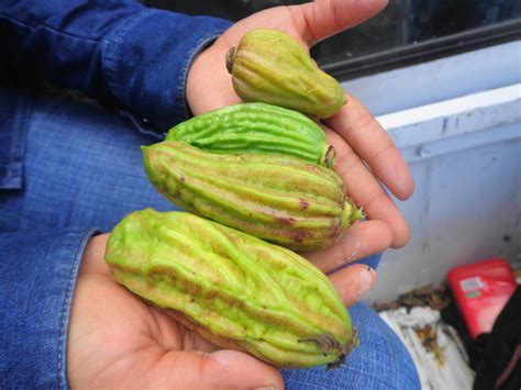 Know about Cow Okra - Health Benefits