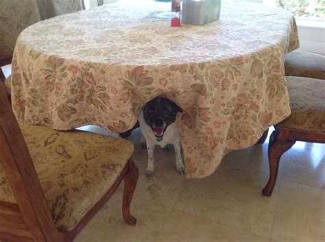 is it normal dog hiding indoors 9