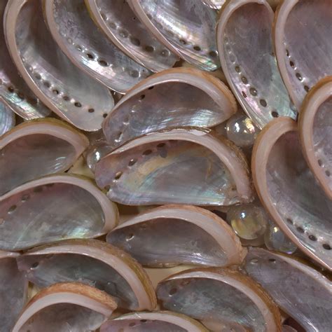 large  shell mirror circa