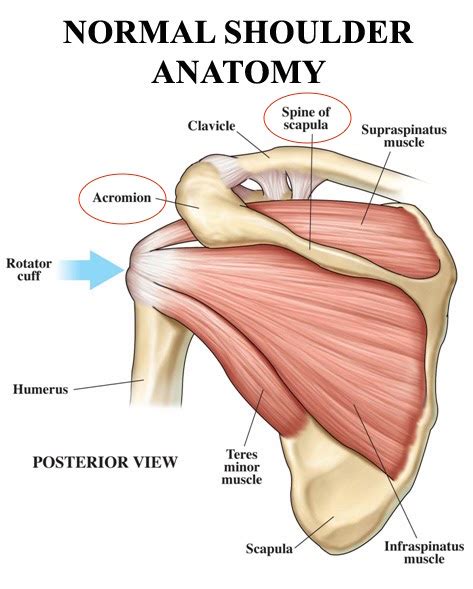 Deltoid Training and Anatomy for Dummies - Shred Apps