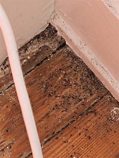 Little Bugs on the windowsill in Cincinnati, Ohio USA : r/insects