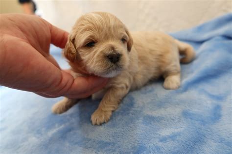 Shih Poo Breeders & Puppies for Sale in Grand Rapids MI at Pride’s Puppies