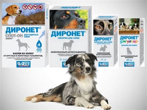 Таблетки від глистів для собак