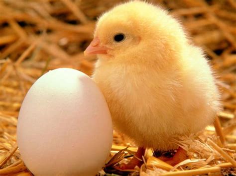 🔥 [60+] Funny Chicken Wallpapers | WallpaperSafari