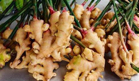 Underground Stem Ginger