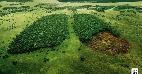 Amazonia O Pulmão Do Mundo