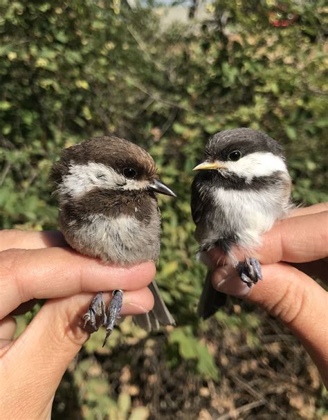 June | 2021 | Tough Little Birds