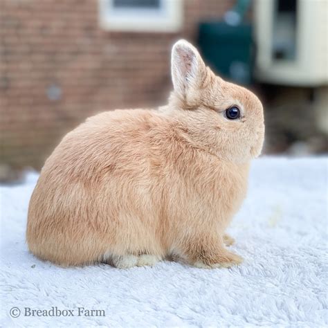 Dwarf Dutch Rabbit