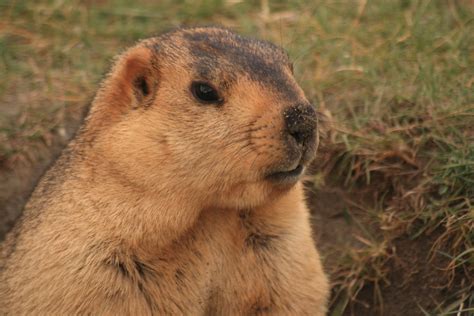 Гималайский сурок (лат. Marmota himalayana)