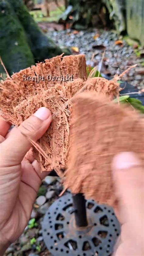 lets plant   mudah menanam anggrek  mix media sabut