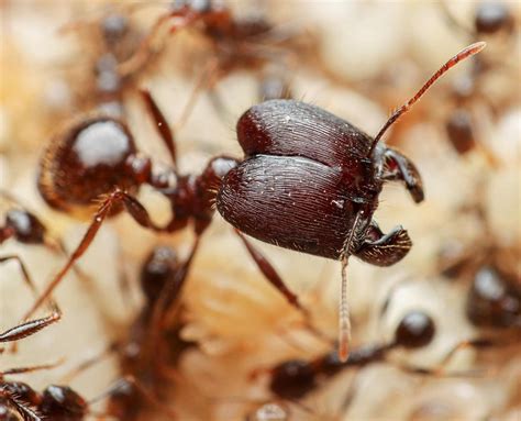 large ants stateside ants