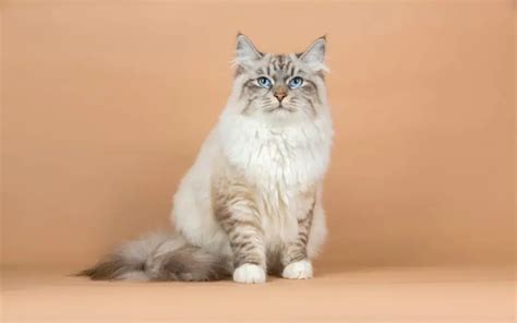 Top 10 Rarest Cat Breeds in the World