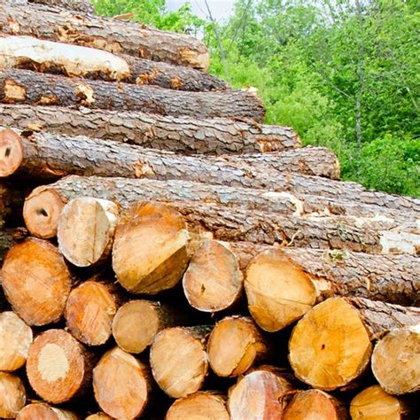 logging industry   royal oil