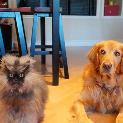 Gatinhos fofos - Blog Dri Viaro - Família, viagens, gastronomia e cotidiano