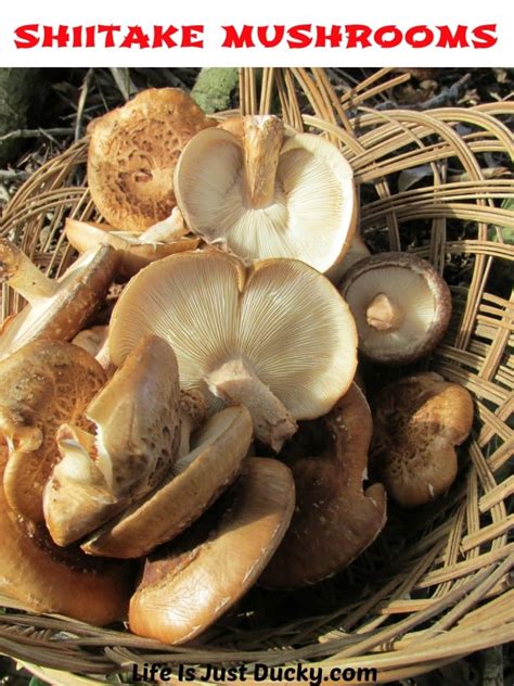 Growing Shiitake Mushrooms - Life Is Just Ducky