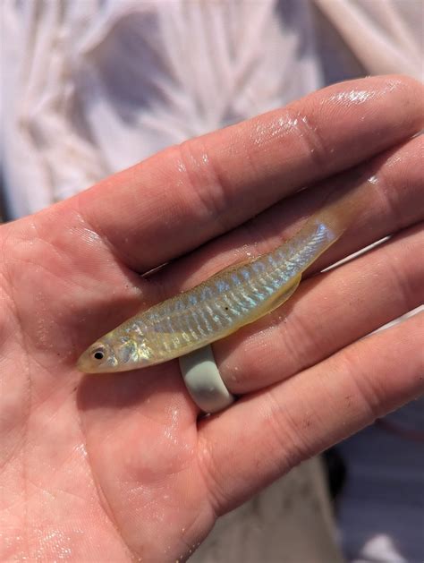 Bait Profile - Banded Killifish — Jeff Elliott Outdoors