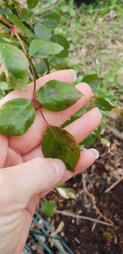 New to roses- black spots on my New Dawn that I planted 3 days ago. Is
