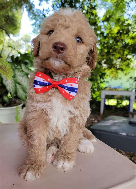 Medium – Sebastian – Male – Goldendoodles By Aggie