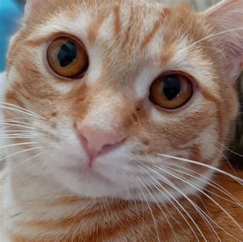 Angoras Cat Splendor: Warning! Cuteness Overload Imminent! - Paparazzi Pulse