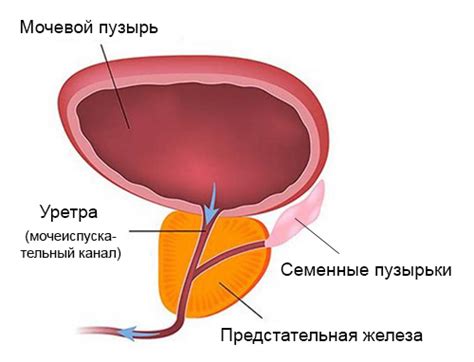 УЗИ простаты (предстательной железы) - Многопрофильный медицинский ...