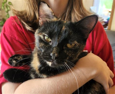 Any tips for giving ear drops to this one year old cat? We have owned