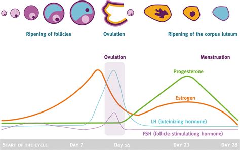 Hormone Testing | Why Your Traditional Testing Sucks