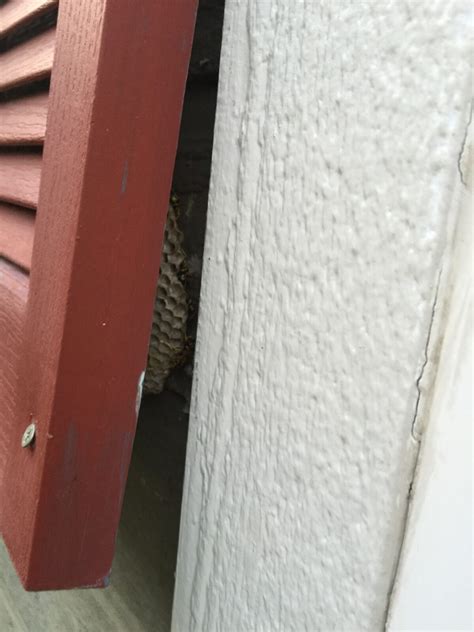 Hidden nests in Oakmont in Nampa, Idaho | Barrier Pest Control