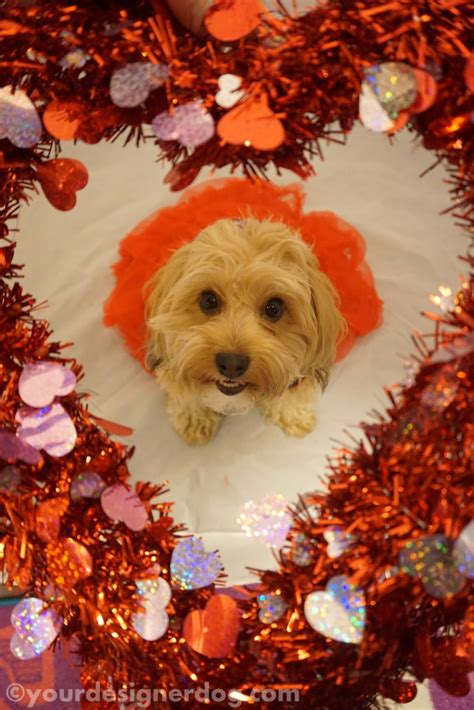 sweetheart yourdesignerdog