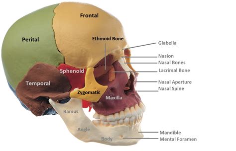 Pin on Anatomy