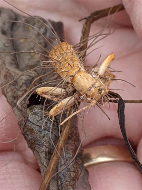 Ophiocordyceps Unilateralis Life Cycle