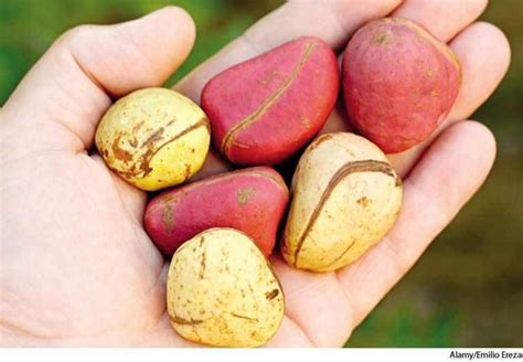 Kola nut - Alchetron, The Free Social Encyclopedia