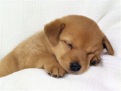 petit Chien