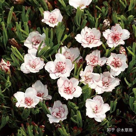 酢浆草（不是醋/醡/榨/炸酱草）入坑指南