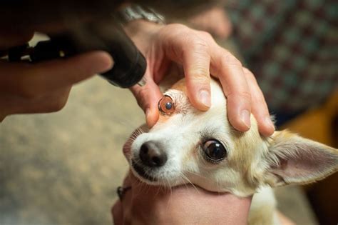 Como saber se o cachorro está ficando cego? Sinais principais ...