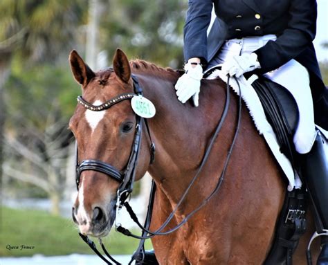 HorseAddict – The world is best viewed through the ears of a horse.